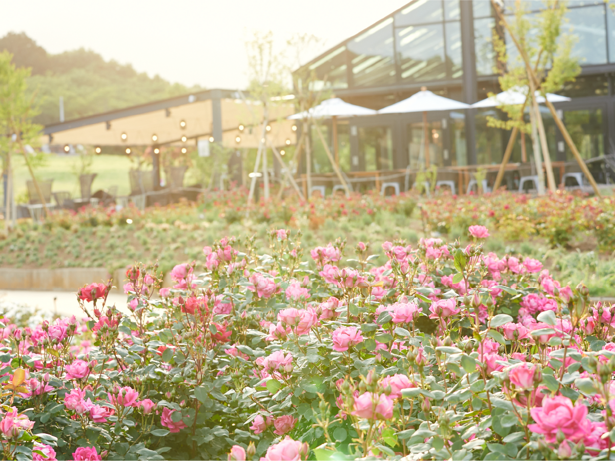 いばらぎフラワーパーク写真
