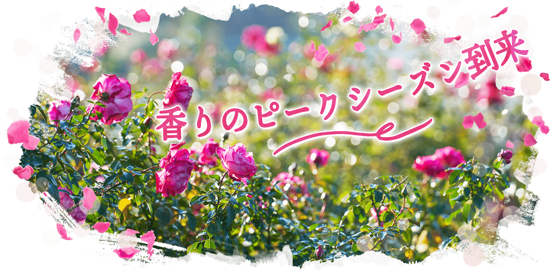 香りのピークシーズン到来