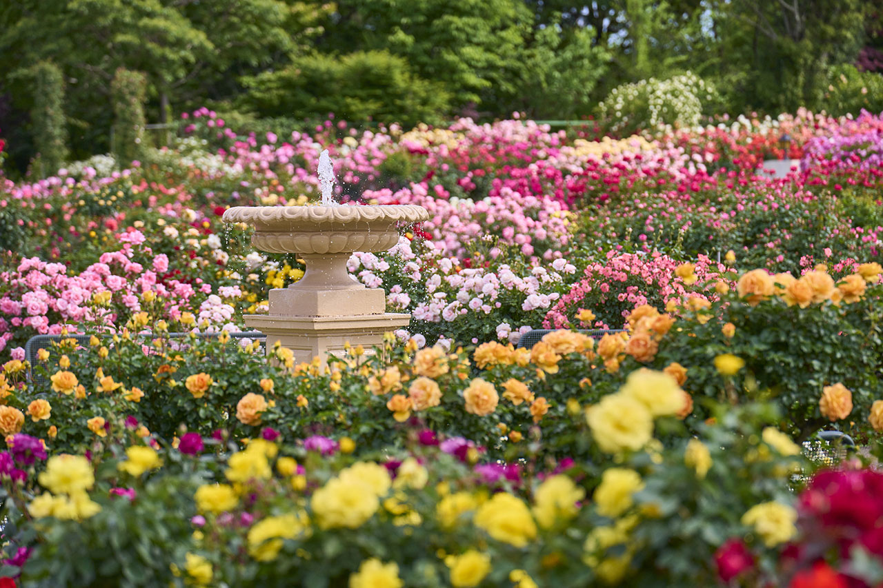 年に一度の香りのピークシーズン到来