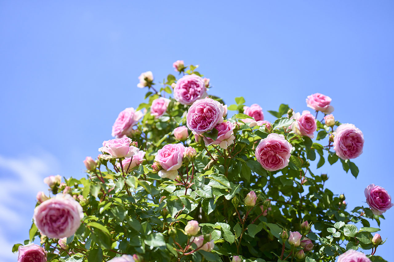 年に一度の香りのピークシーズン到来