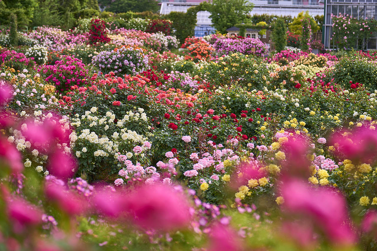 年に一度の香りのピークシーズン到来