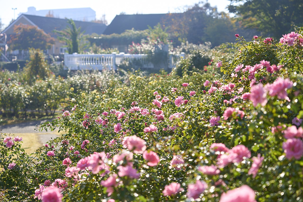年に一度の香りのピークシーズン到来