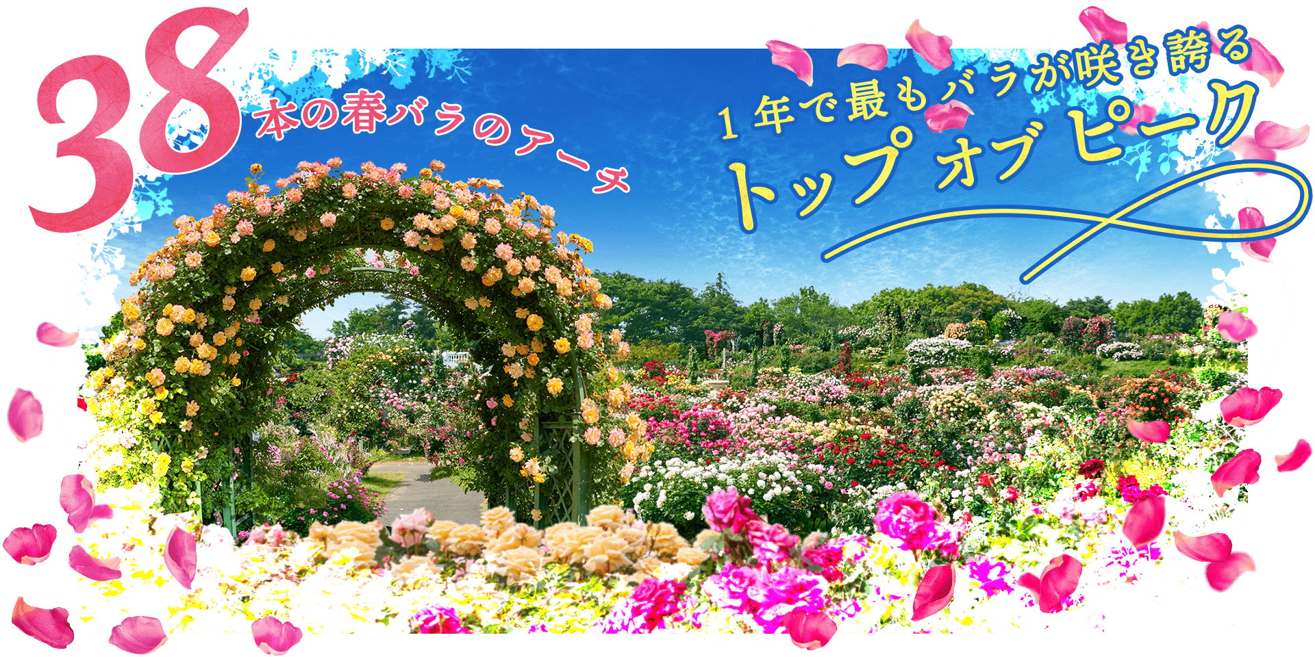 トップオブピーク